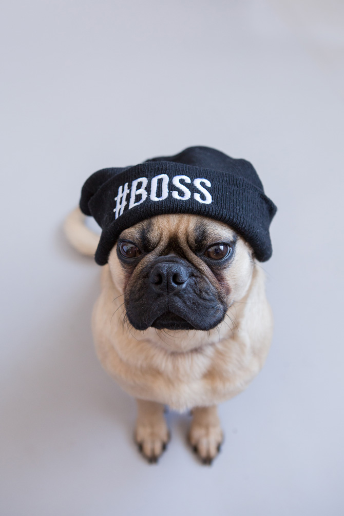 Boss dog